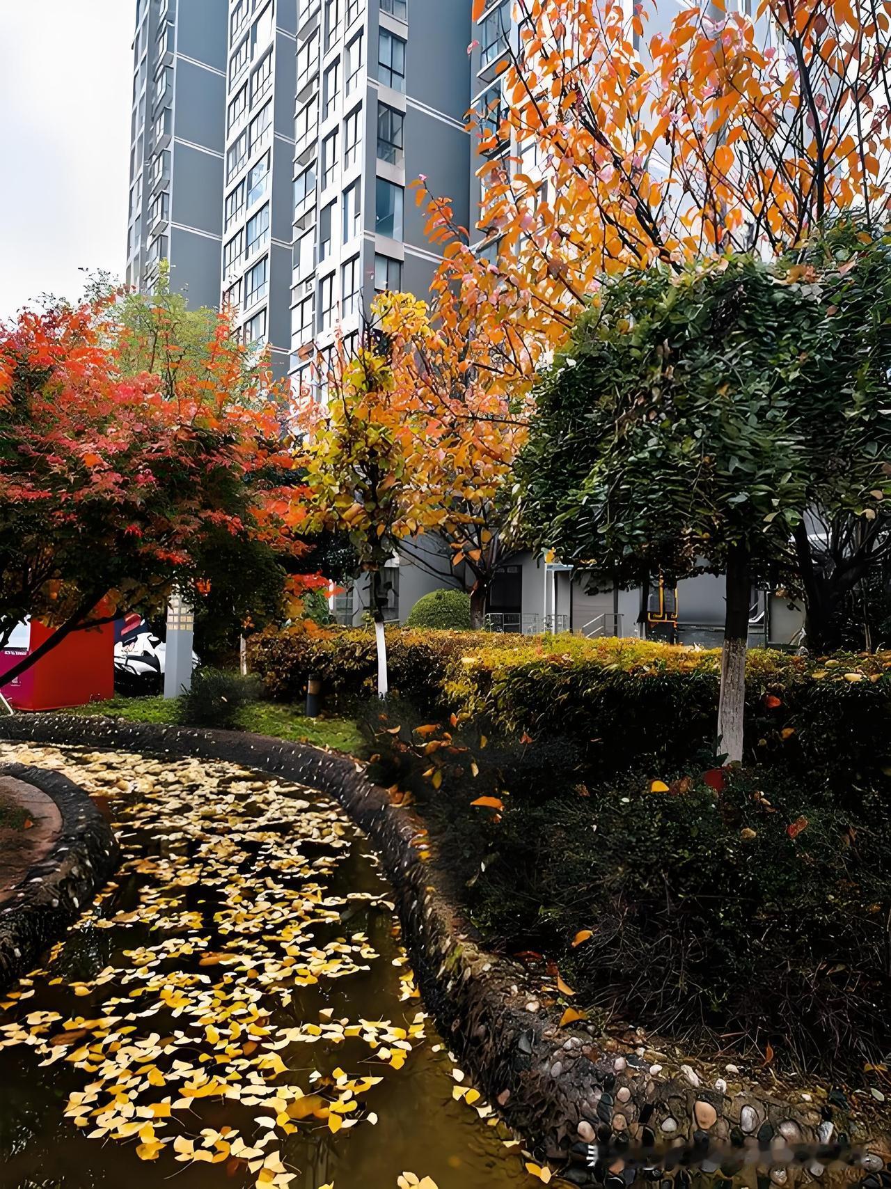 深秋了，你那里的树叶黄了吗