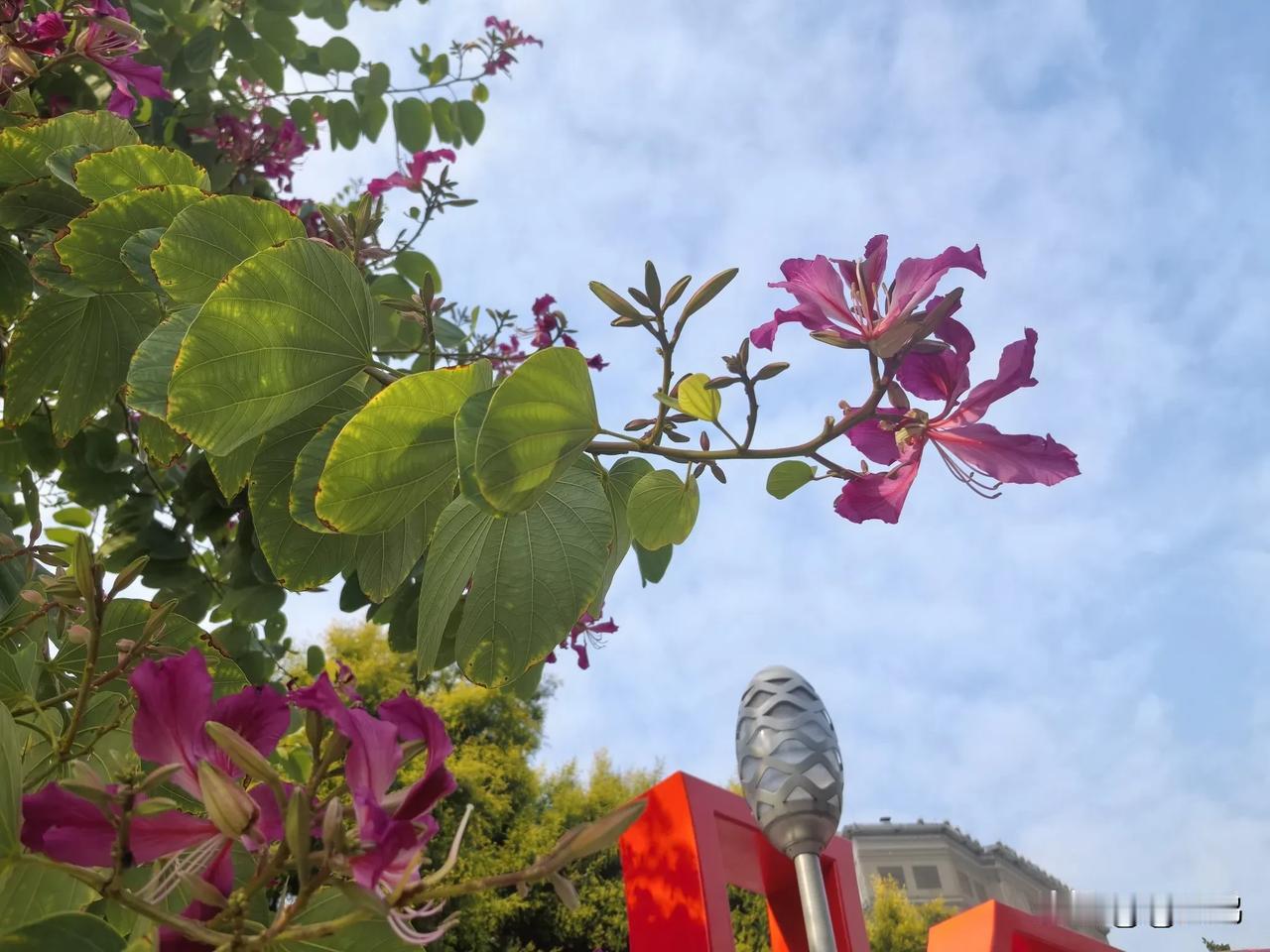 醉美异木棉花朵随手拍

生活的齿轮飞速旋转，
我们在忙碌中奔波。
 
不妨忙里偷