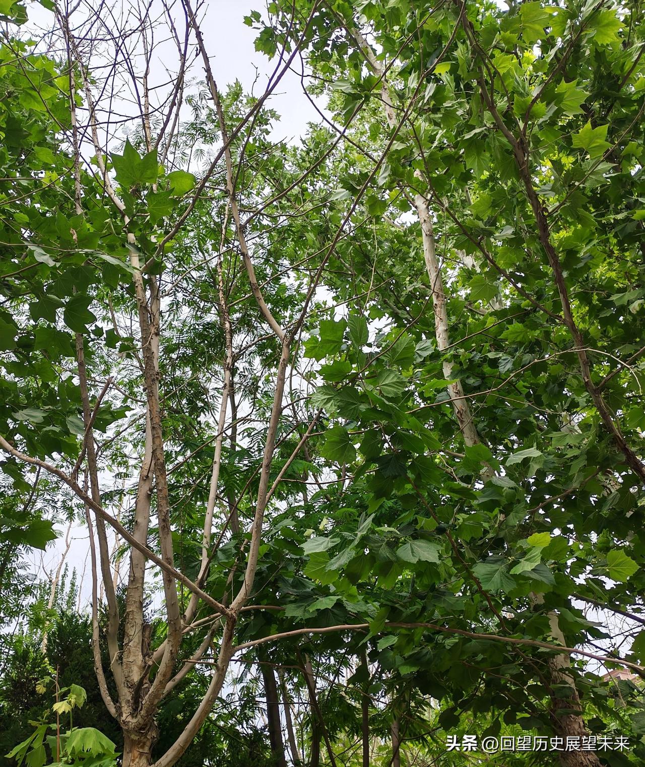 真心话茶局树