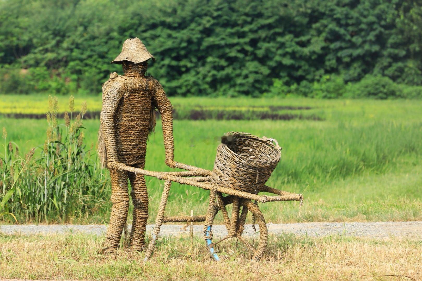 台湖稻小蟹艺术农场稻田画摄影