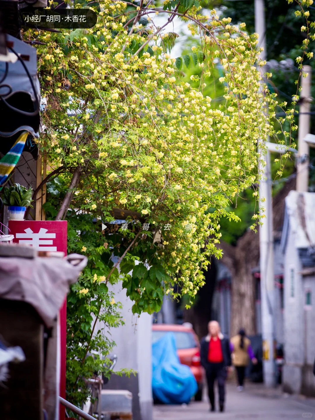 藏在胡同里的木香花瀑，附四月胡同赏花路线