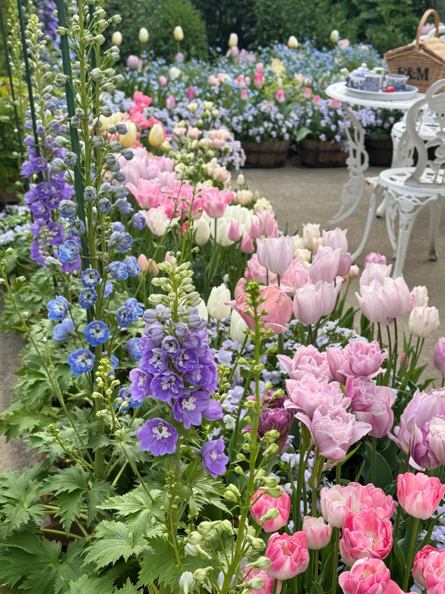 翠雀（Delphinium，larkspur）日语ヒエンソウ（飛燕草）翠雀和郁金
