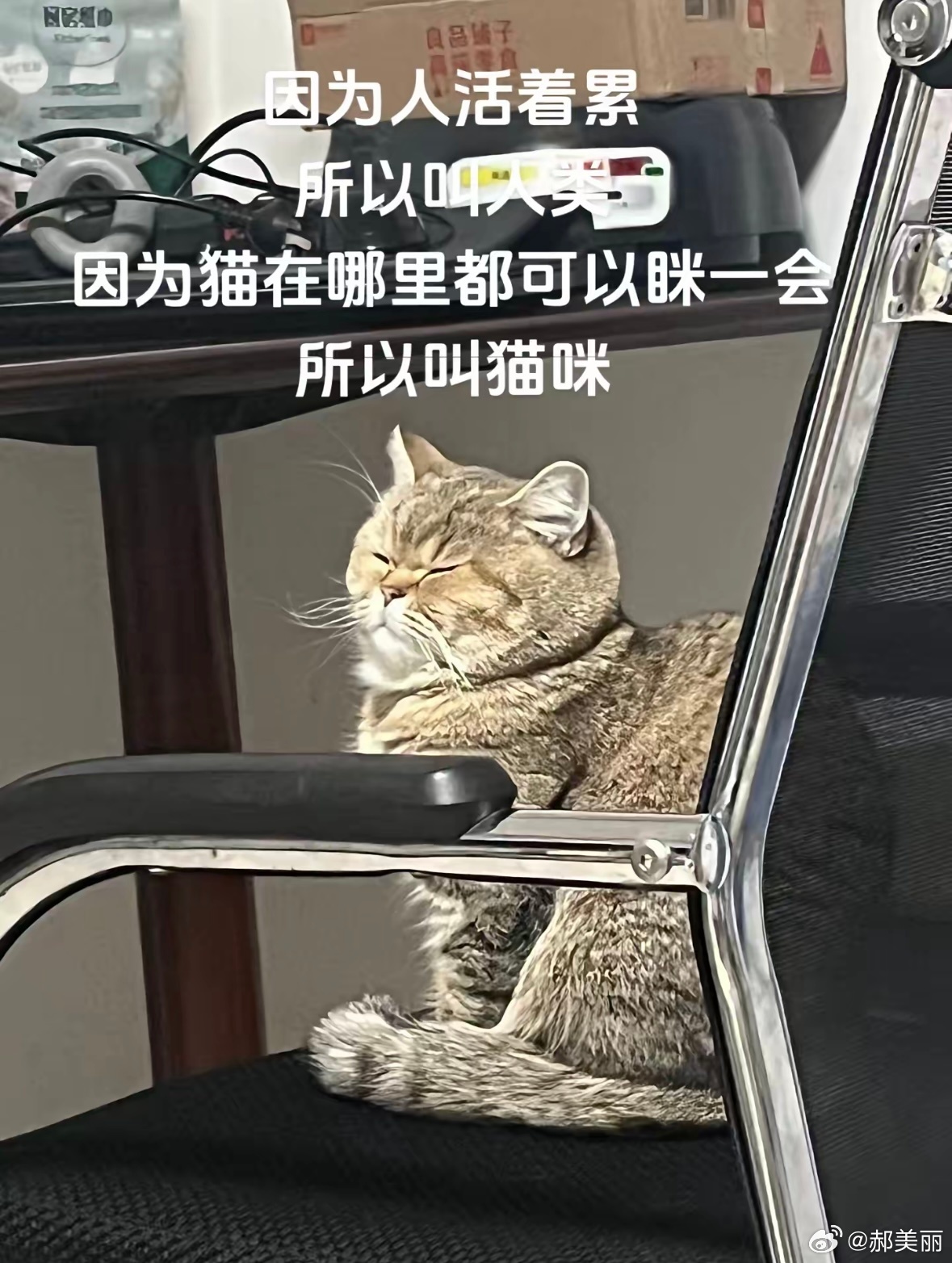 我也想做猫咪[开学季] ​​​