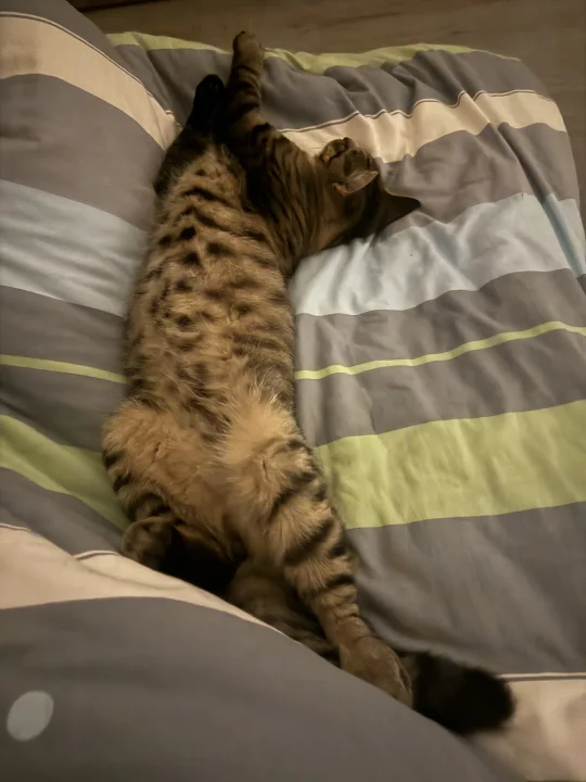 能和小猫睡一起的猫是绝版！