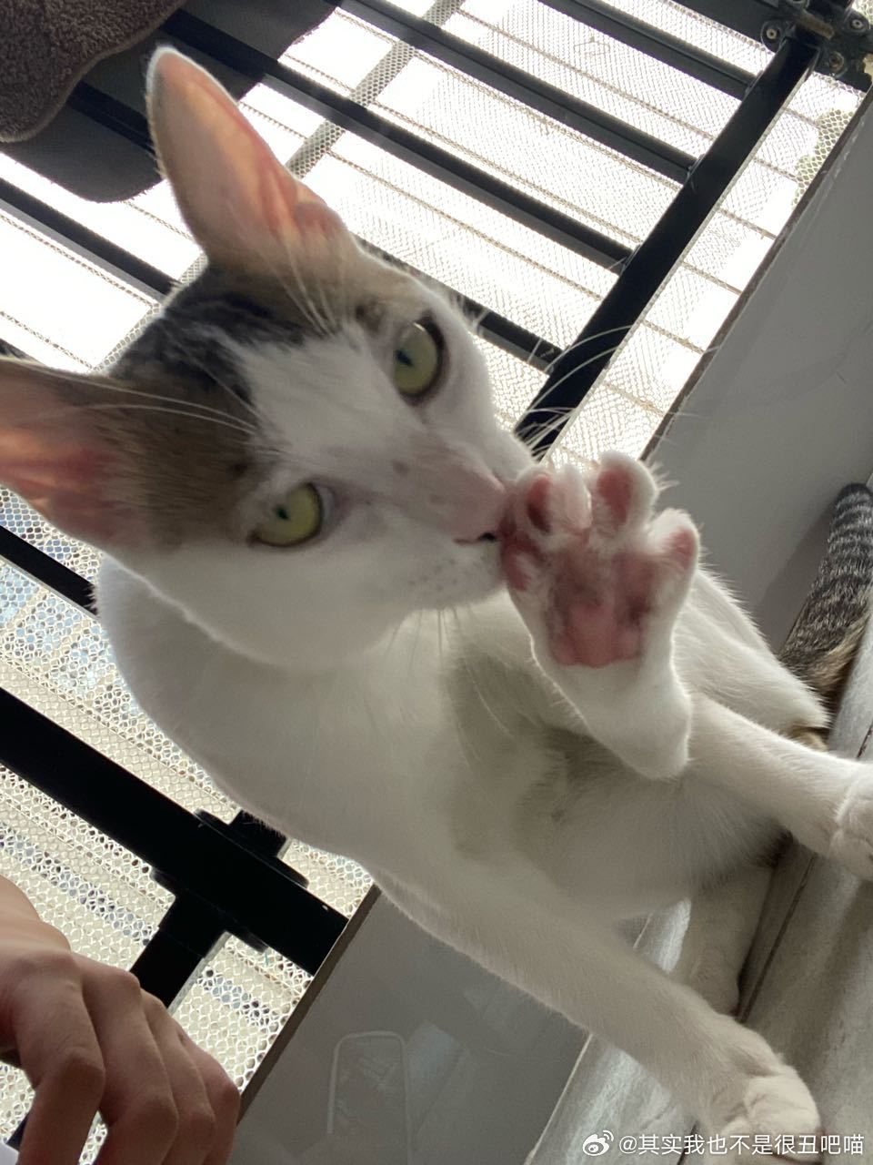 49407【丑猫】猫友萌请问我家宝贝可以当猫模吗？