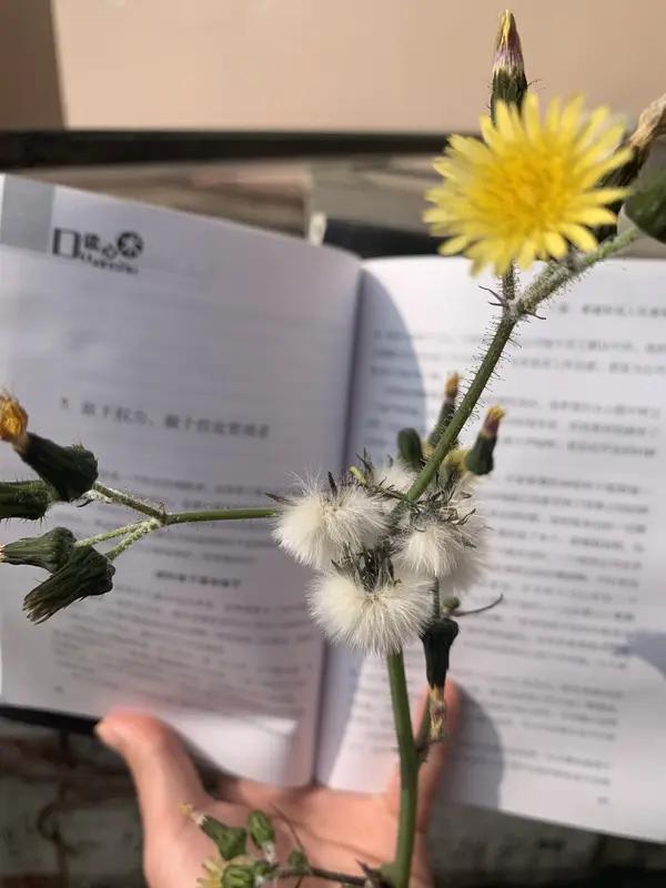 我永远不会欺负自己
 
我永远不会欺负自己，不会用苛刻的标准把自己逼到窒息，不会