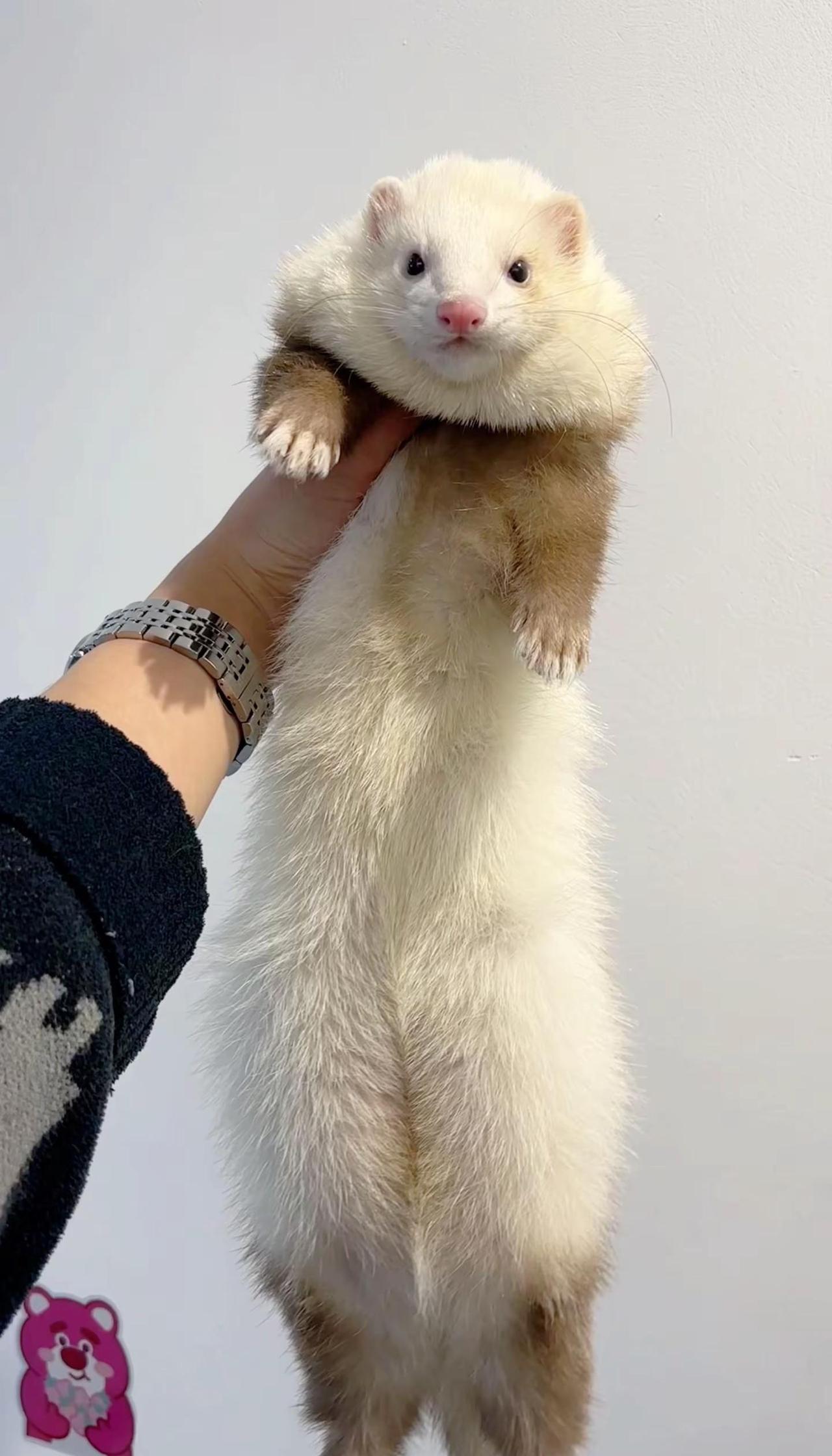 雪貂奇怪行为大解读（新手必看）🐾 养雪貂的你，是不是总被它的奇奇怪怪行为搞懵？