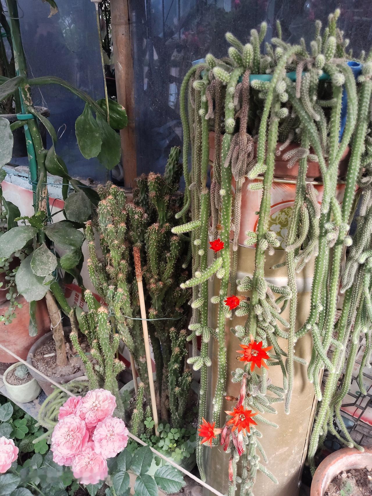 真正的流氓花你没有说到，一是牵牛花。它白色的根系像网络一样，而且扎根很深。我种了