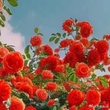 花开叶已落，花落叶已生。有花没有叶，有叶不开花 