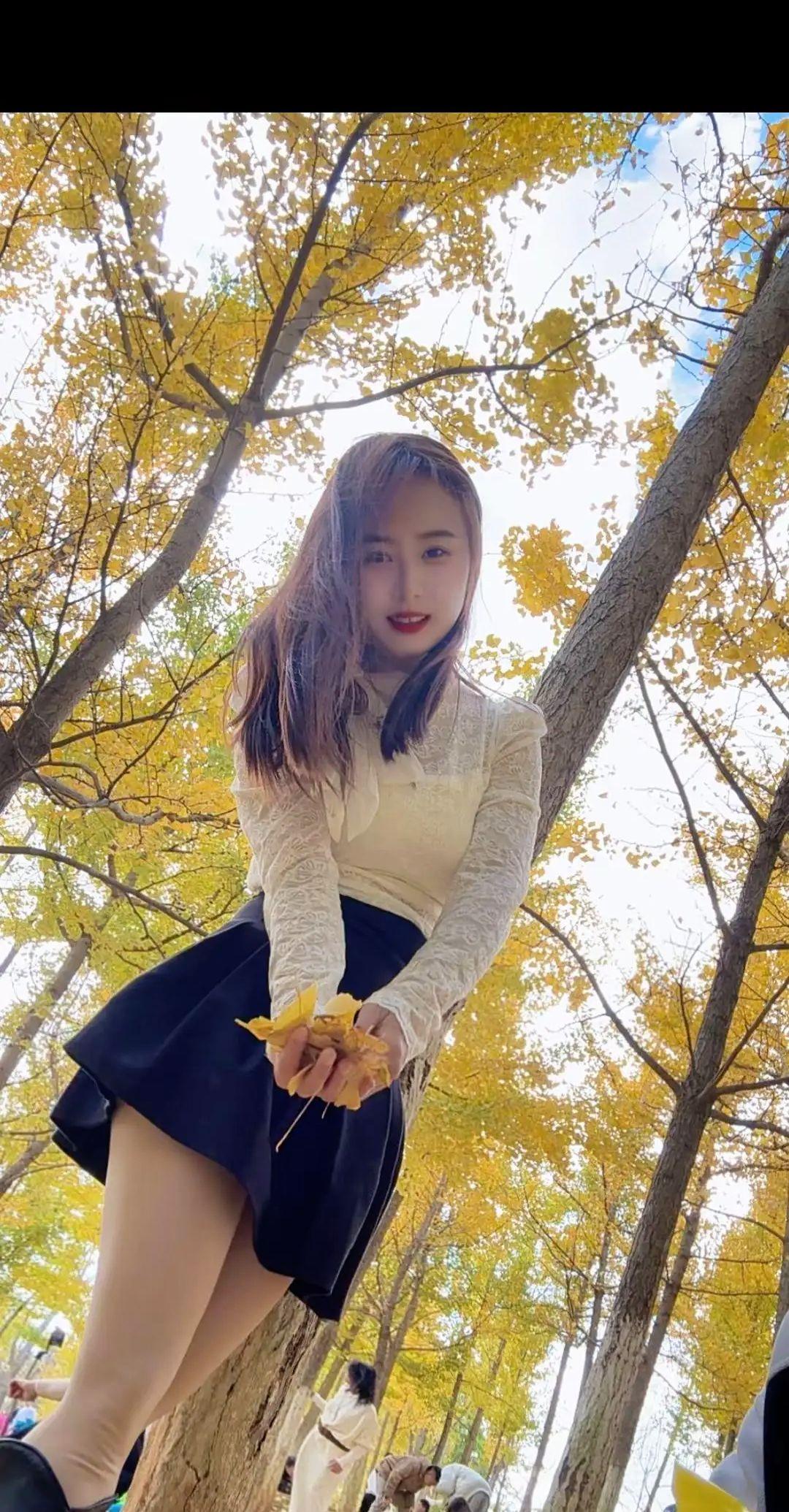 爱情的表达 银杏树 黄花风铃木