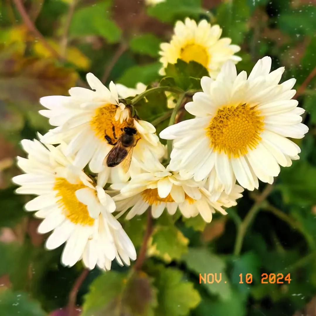 #能否分享一下你拍摄的菊花照片#
菊花仙子来了，立冬了菊花更好看，雪白的菊花迎合