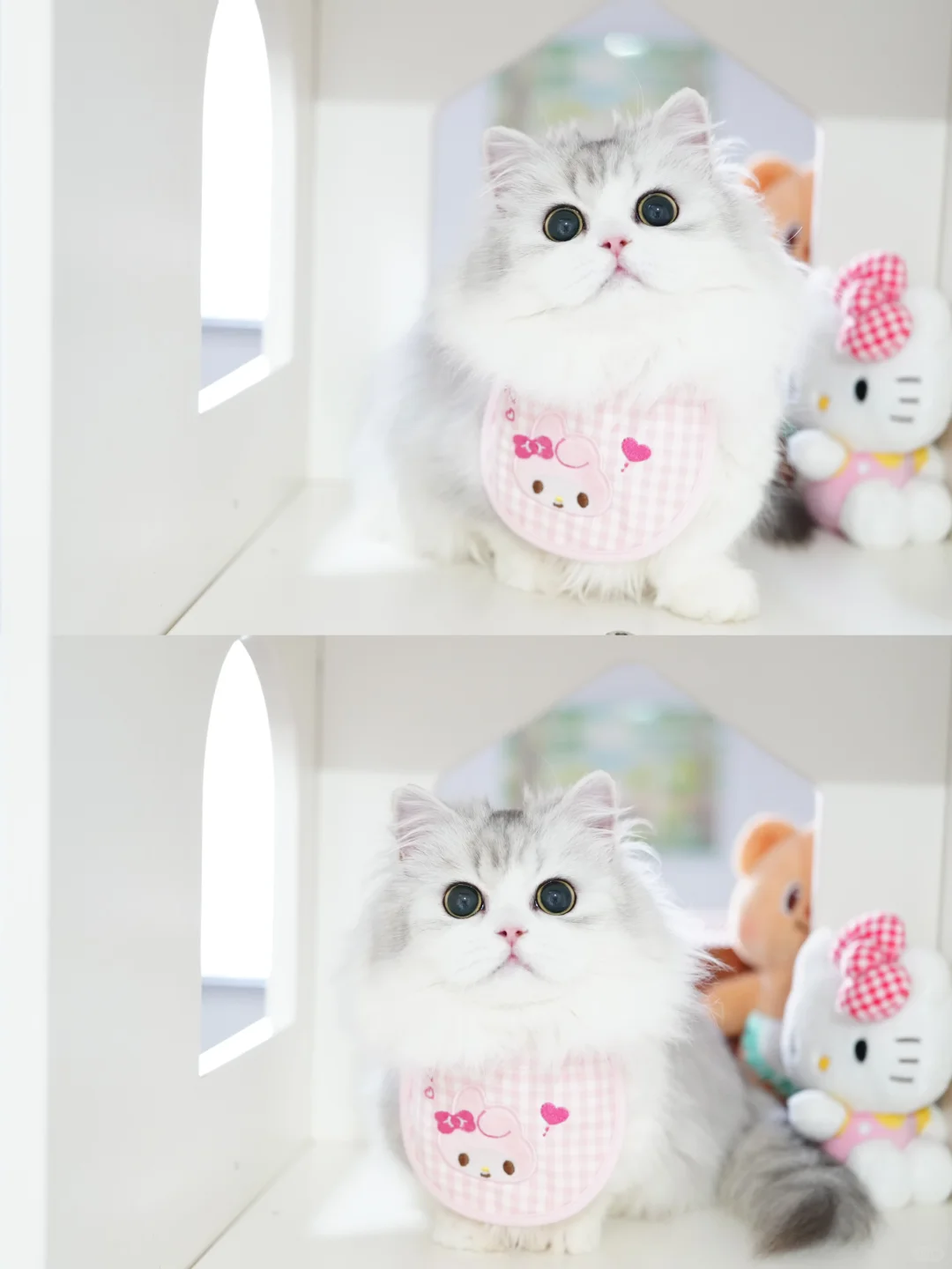 大眼睛美妞 银白米努特矮脚猫