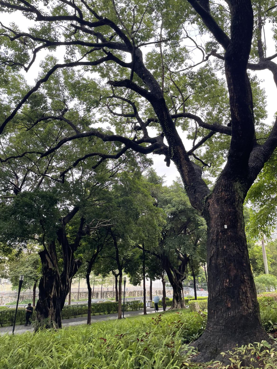 今日状态轻松愉快，天气是多云，心情也跟着格外舒畅。
小区里的树上挂满了五彩斑斓的