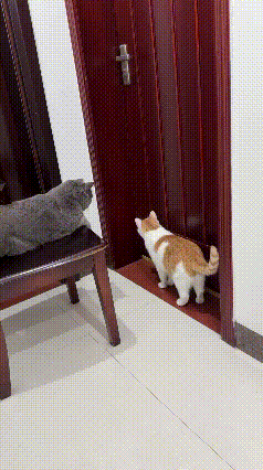 这只橘花猫直接解锁满级敲门操作，画面又魔性又好笑！
 
主人卧室门外，小家伙着急