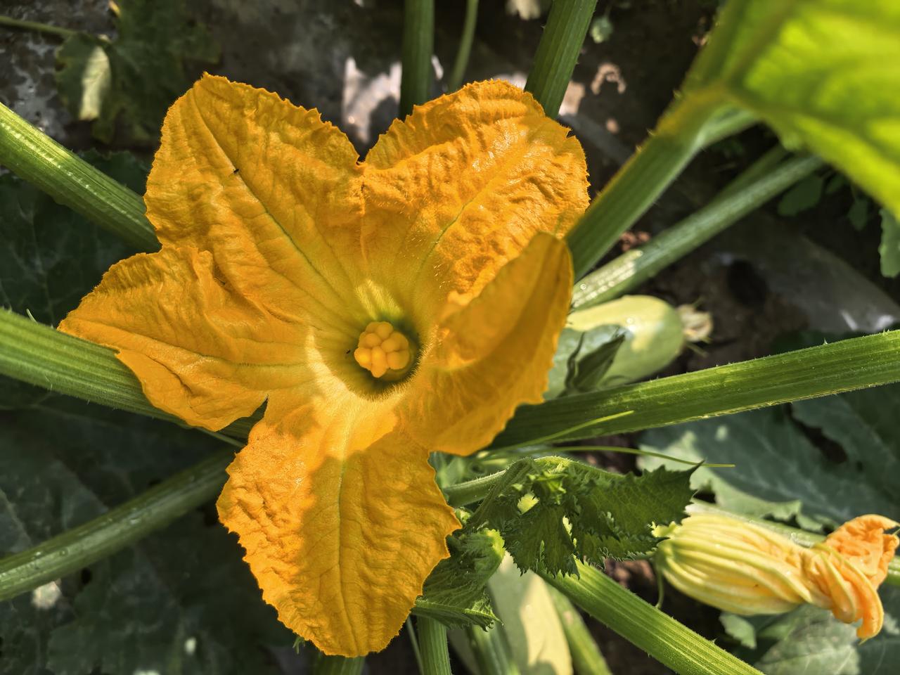 黄花缀藤藏翠玉，一架西葫满院香。
金蕊初谢青果垂，人间烟火自生晖。