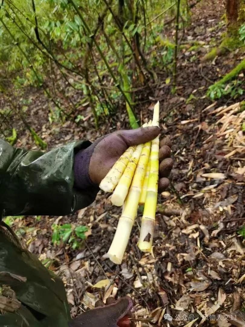 厨娘笑掐菌砖墙缝，刚探头的方竹嫩笋应声落锅……看官神游至此感受如何[呲牙]