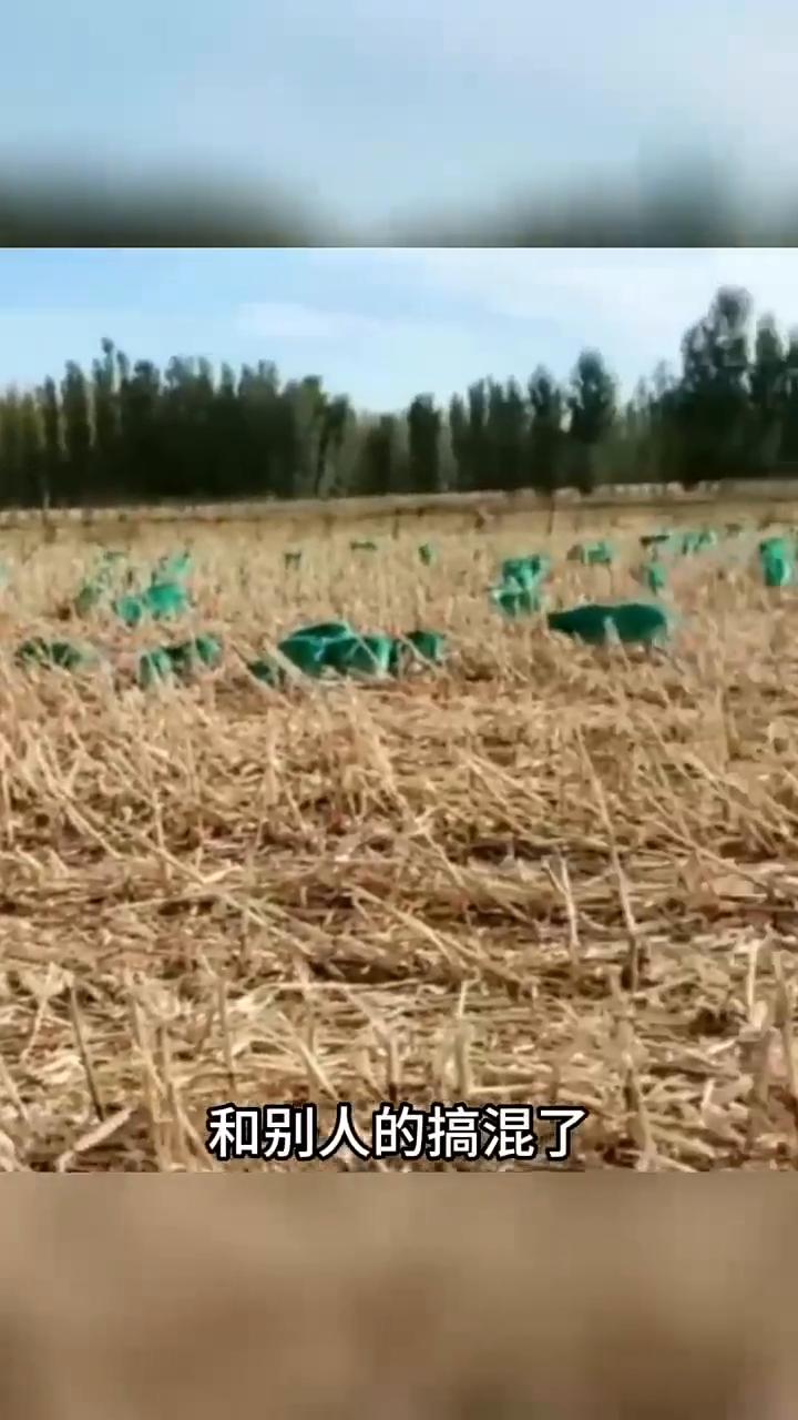 绿色的羊。
放羊的老板怕自己家的羊和别人的搞混了，一气之下把几十头羊一口气全部染