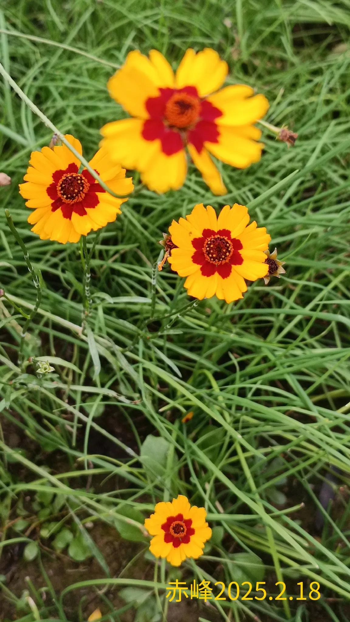 晒出你相册中的花草树木路边随拍，草丛中的鲜花。