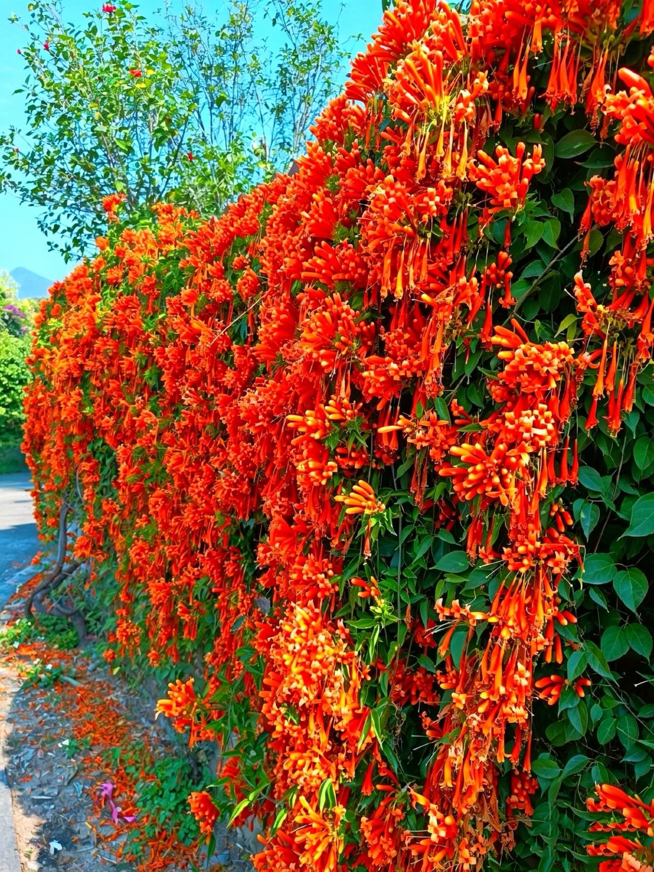 七律•炮仗花
满架丹英灼晓晖，
柔藤萦翠揽晴霏。
风摇碎金千丝动，
香绾韶光一径