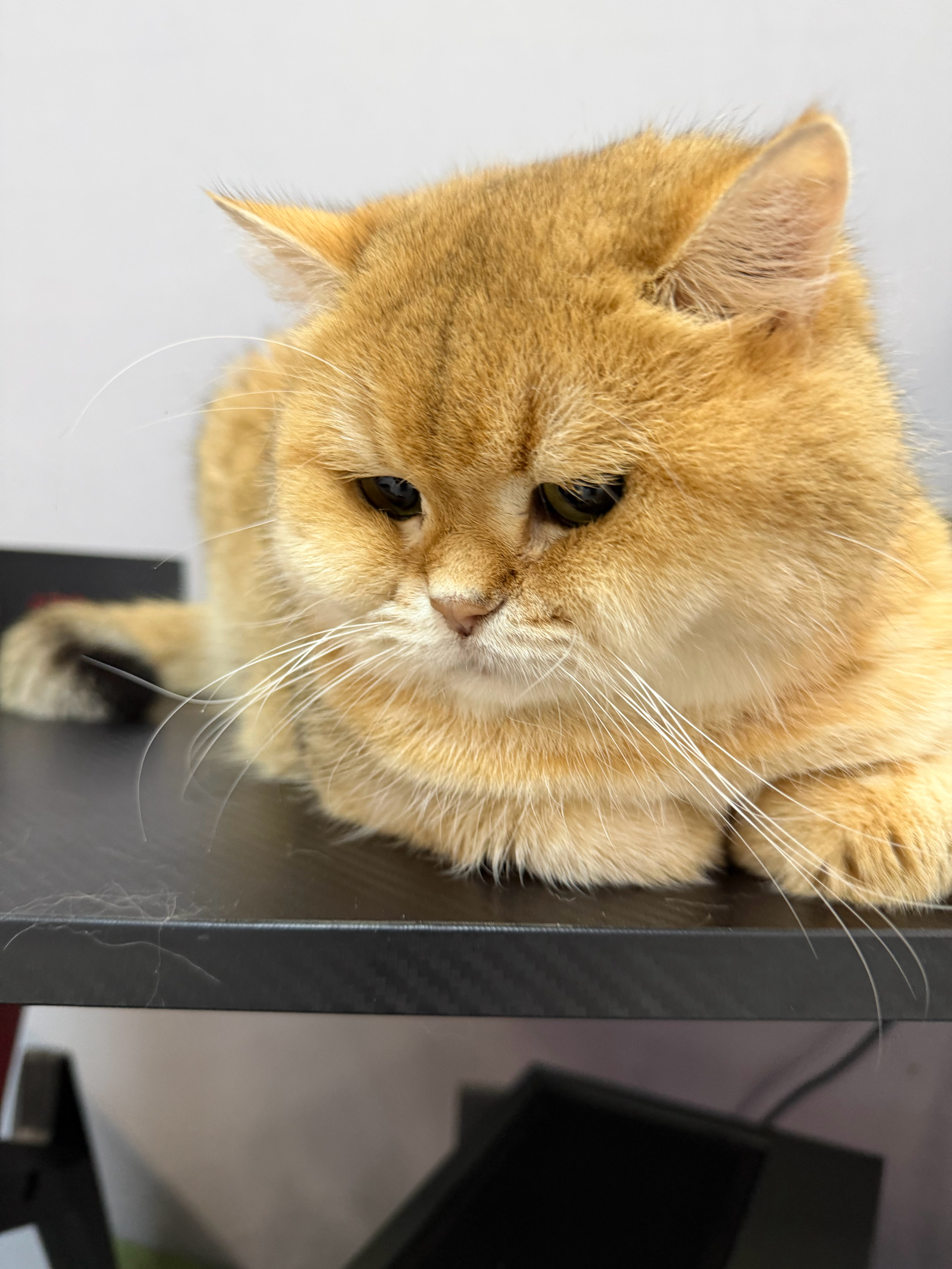 猫宁！滴！早八打卡！没打卡的扣5块钱！