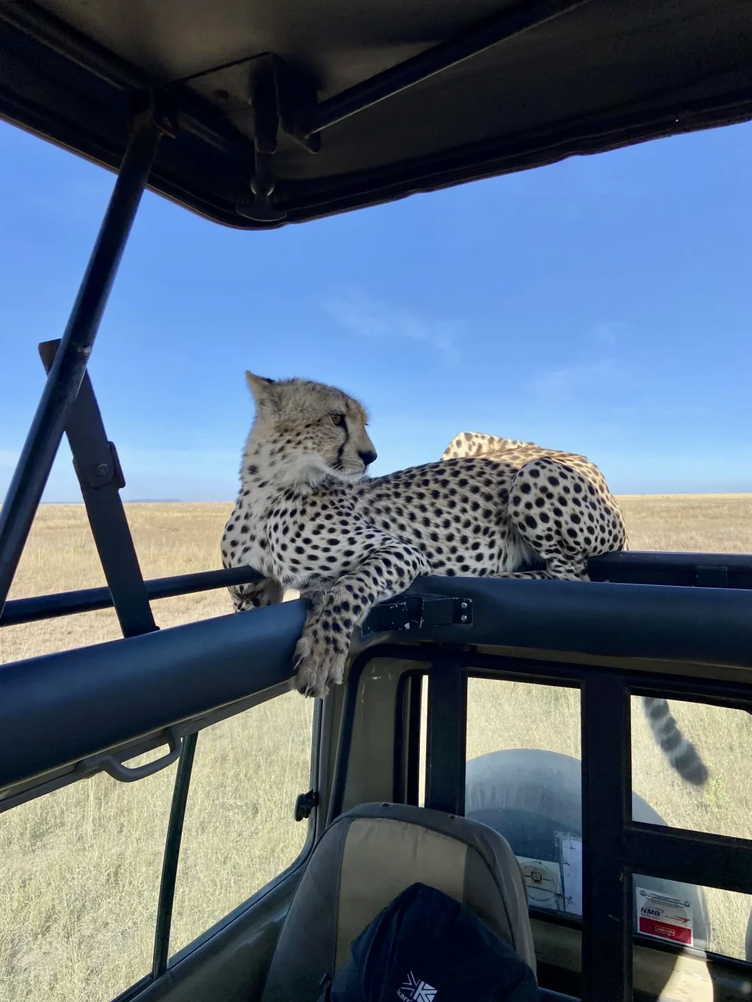 🐆坦桑尼亚Safari｜有一种旅行，叫野性的浪漫