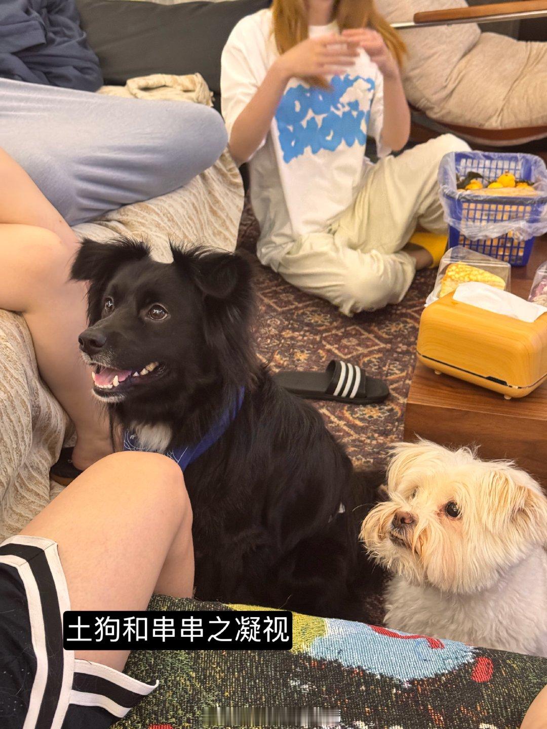 端午假期快乐！大家吃了什么馅的粽子我们吃了碱水粽，沾白糖吃咸甜咸甜的 