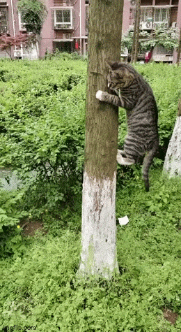 狗子：那只猫到哪去了 ​​​
