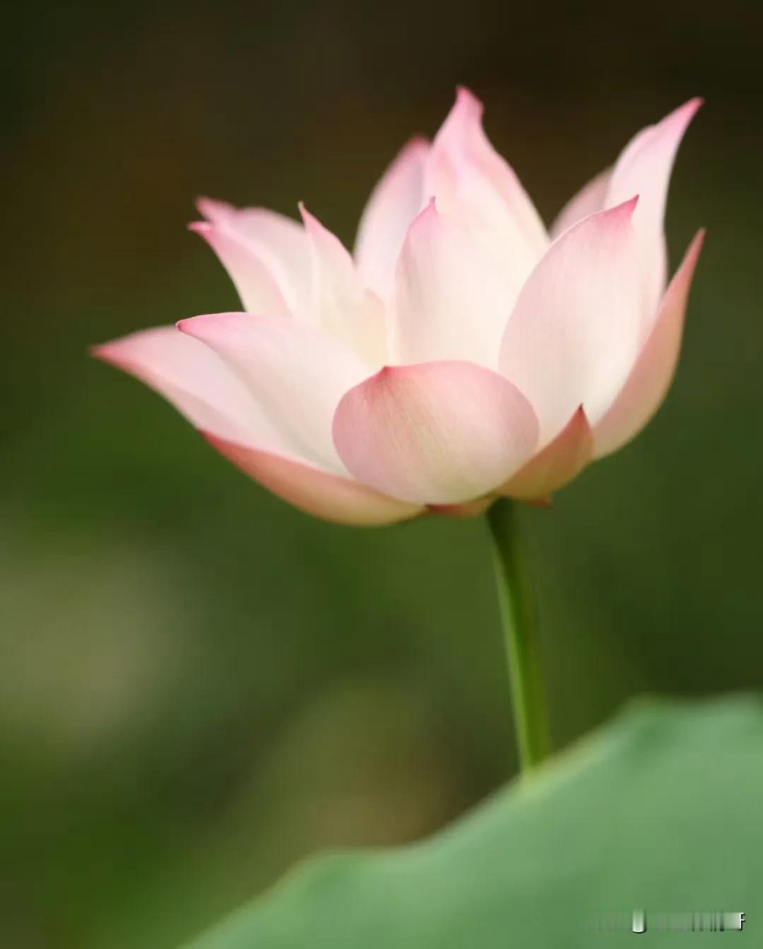 #秋日生活记录#

秋，如同一位娴静的画家，用她那斑斓的调色板，轻轻涂抹着大地。