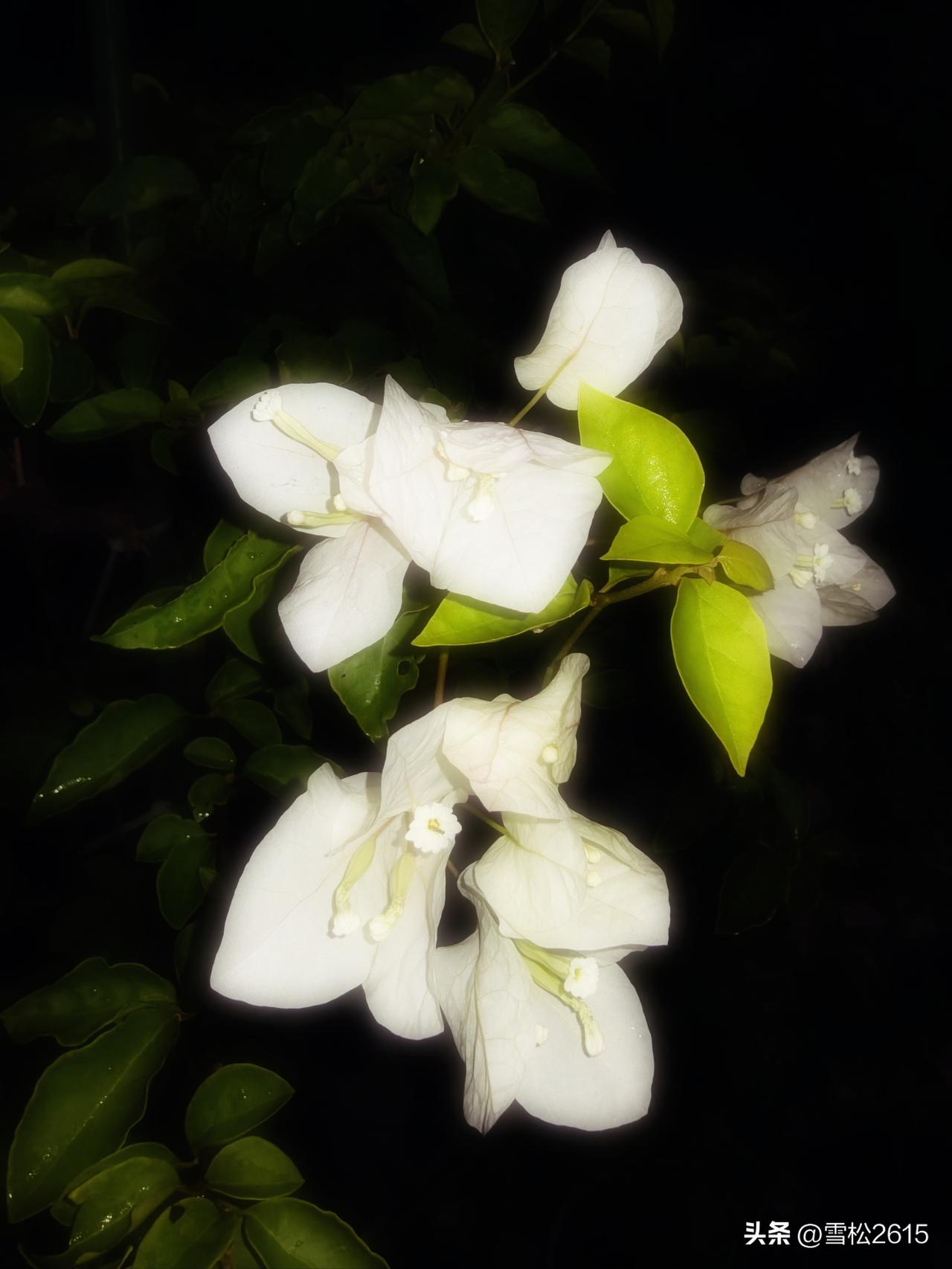这是什么花，你知道它的知识吗？

晚上散步，在路边拍到这种白色的花，你知道它是什