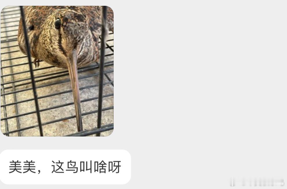 嘴巴像筷子🥢的丘鹬yù能飞找个树林放了就行～ ​​​