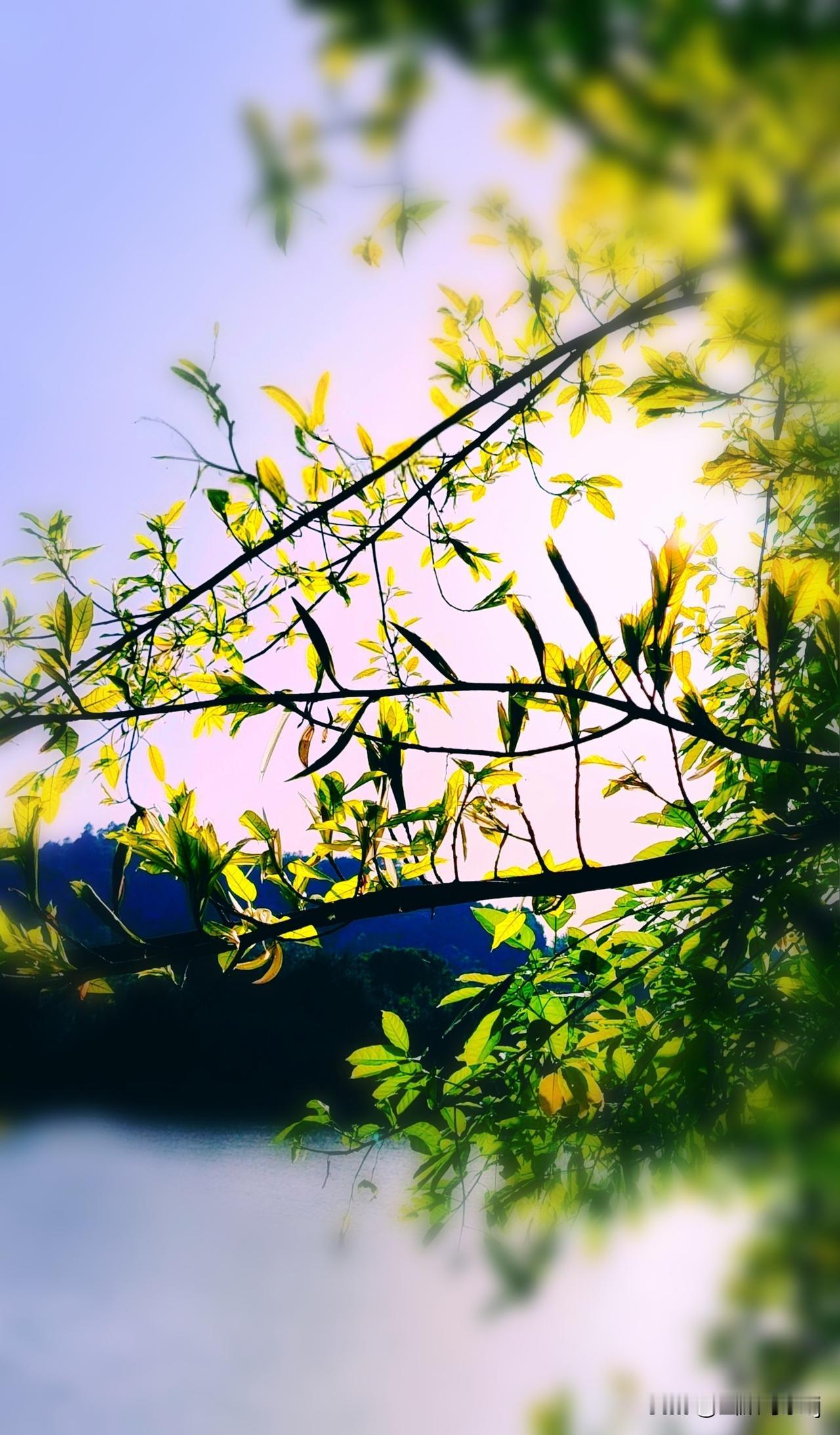 发一张你相册最绿的图片