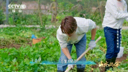 原来红薯是一窝一窝的挖红薯就是早期开盲盒 土里的快乐太简单了，挖红薯跟开盲盒似的