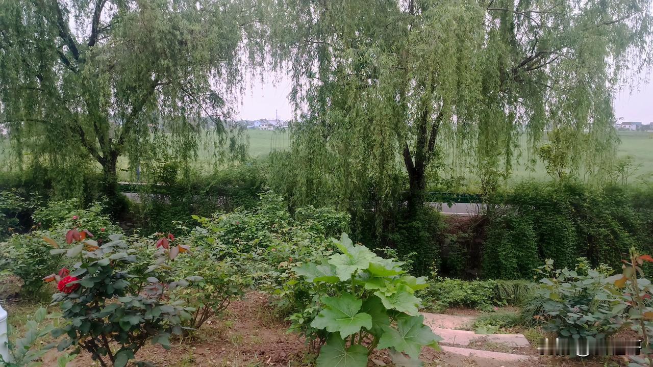 乡村的早晨很爽。天还没大亮，农庄后院的公鸡就扯开嗓子喊了第一声。我推开木门，一股