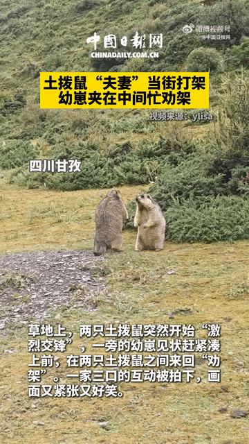 四川甘孜高原，两只成年土拨鼠不知道什么原因当场起争执扭打在一起，一只小幼崽见状急