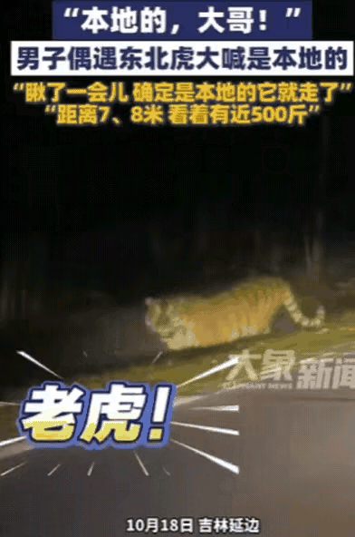延边女子打车遇500斤老虎！司机一句“本地的”，竟把老虎“劝退”了？
 
谁能想