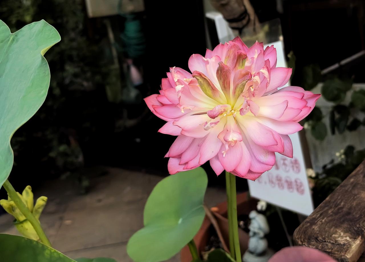 荷