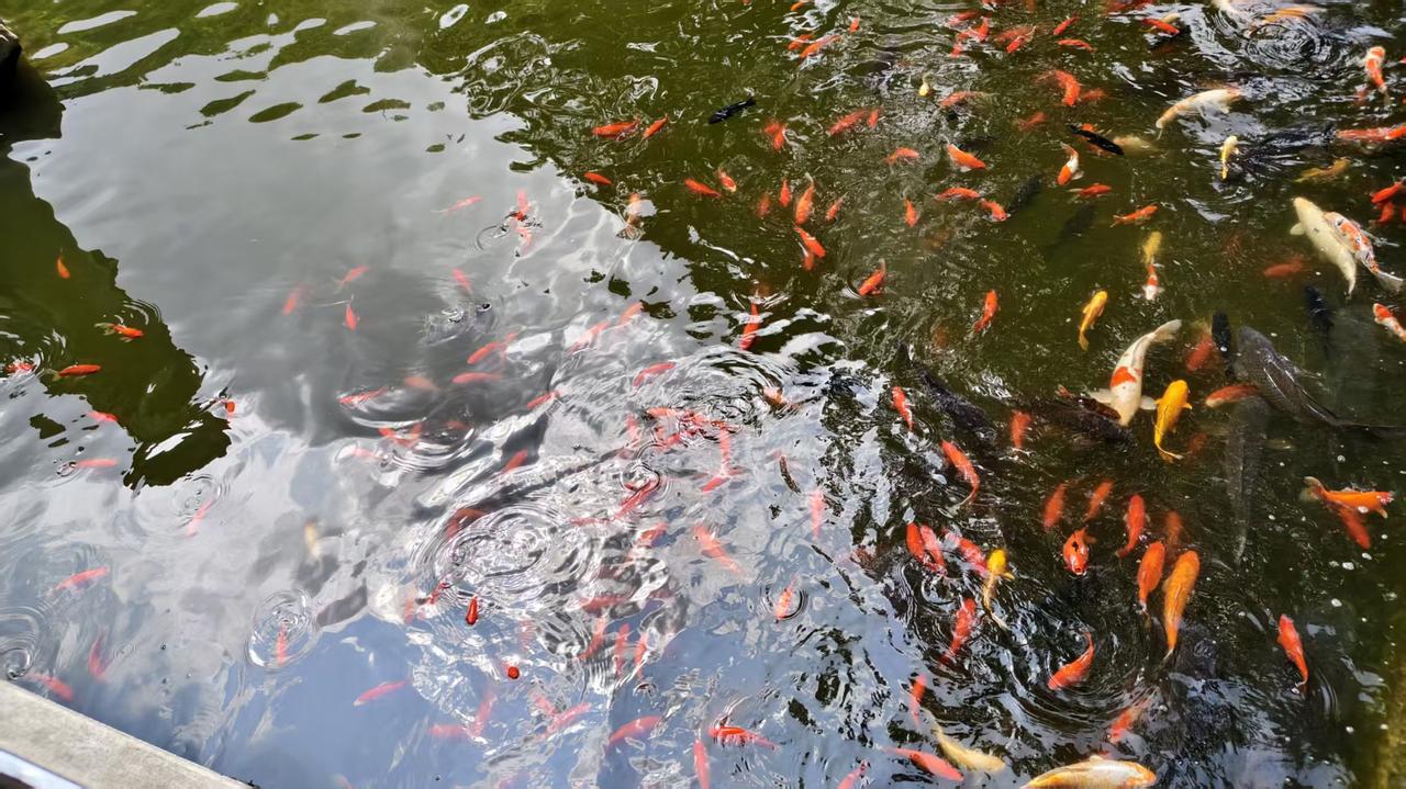 出一身臭汗，也不想错过一处美景。
而且夏天很有意思，蝉鸣蛙叫的，却觉得山林很安静