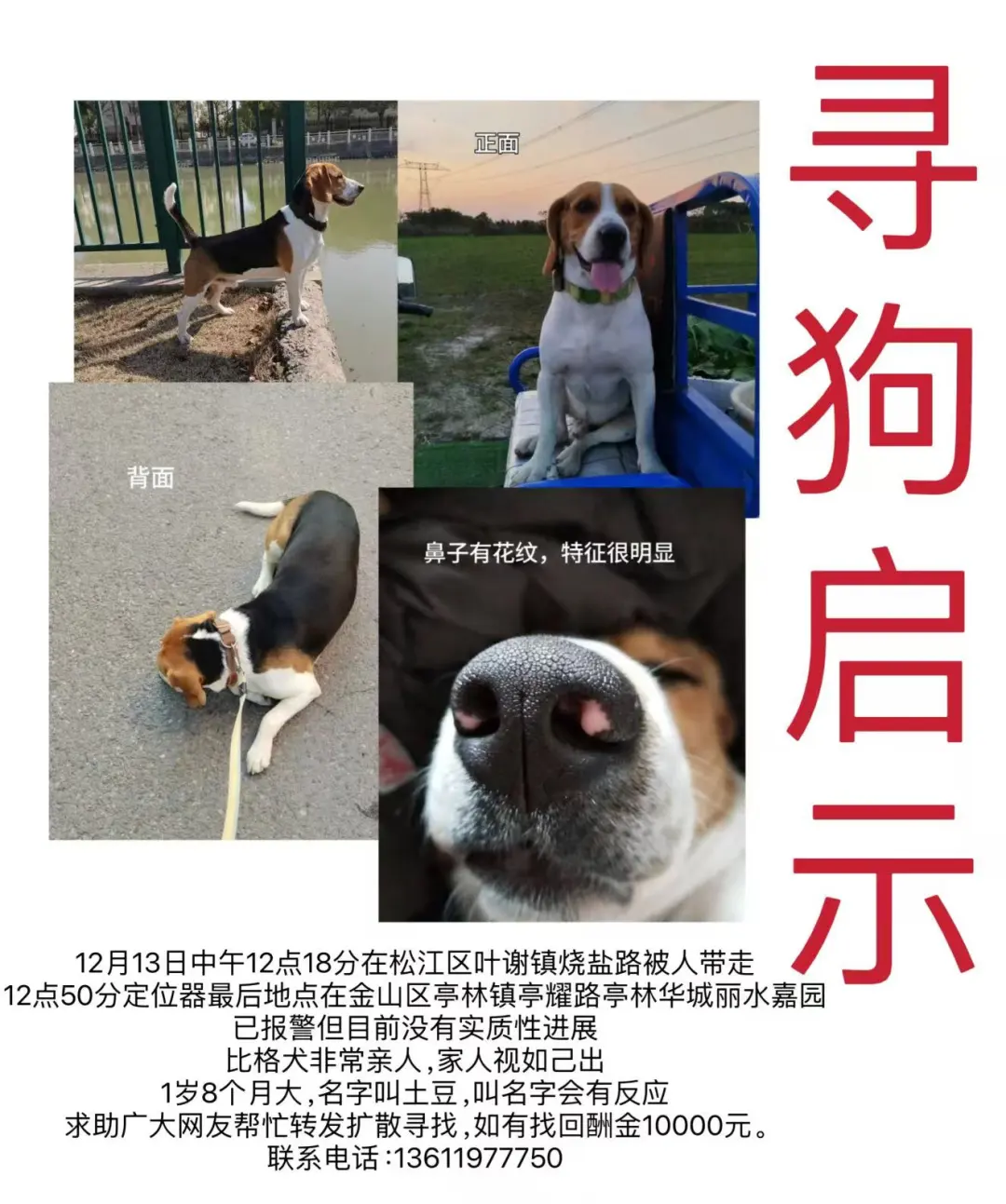 比格犬走丢主人寻狗悬赏麻烦大家帮忙转发