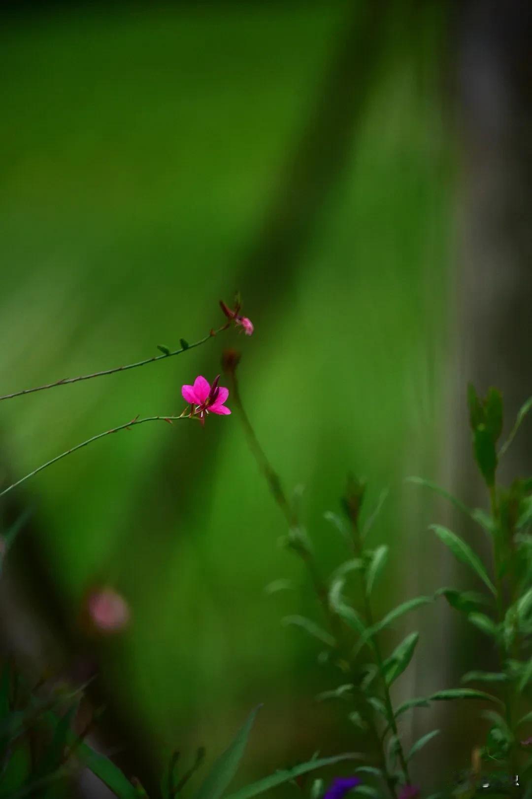 花间小径草如茵，绿叶红花映日红。#秋季花草随拍#