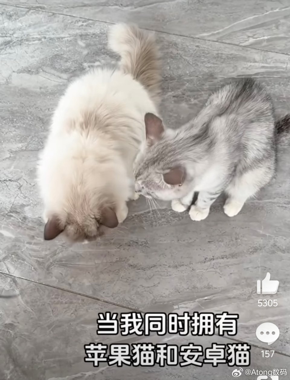 安卓猫 苹果猫小猫是最无辜的莫名就变成苹果猫和安卓猫说出这种话的人不知道咋想的[