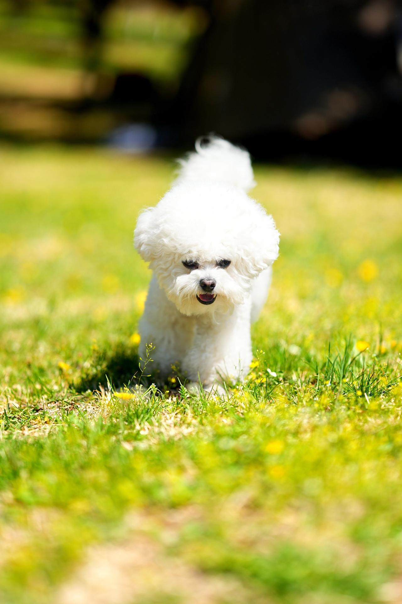 萌宠比熊犬 可爱比熊犬 比熊犬 萌系比熊犬 比熊犬的可爱瞬间