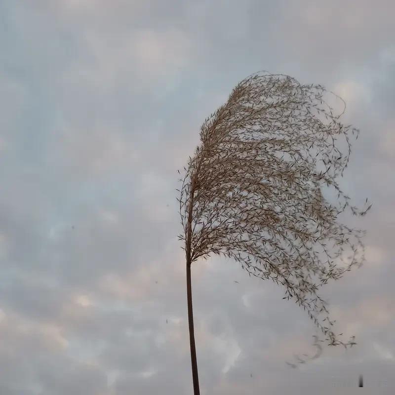 每日六句情话

1.今天的风吹过来的时候，我下意识想转头看你，才想起你不在身边，