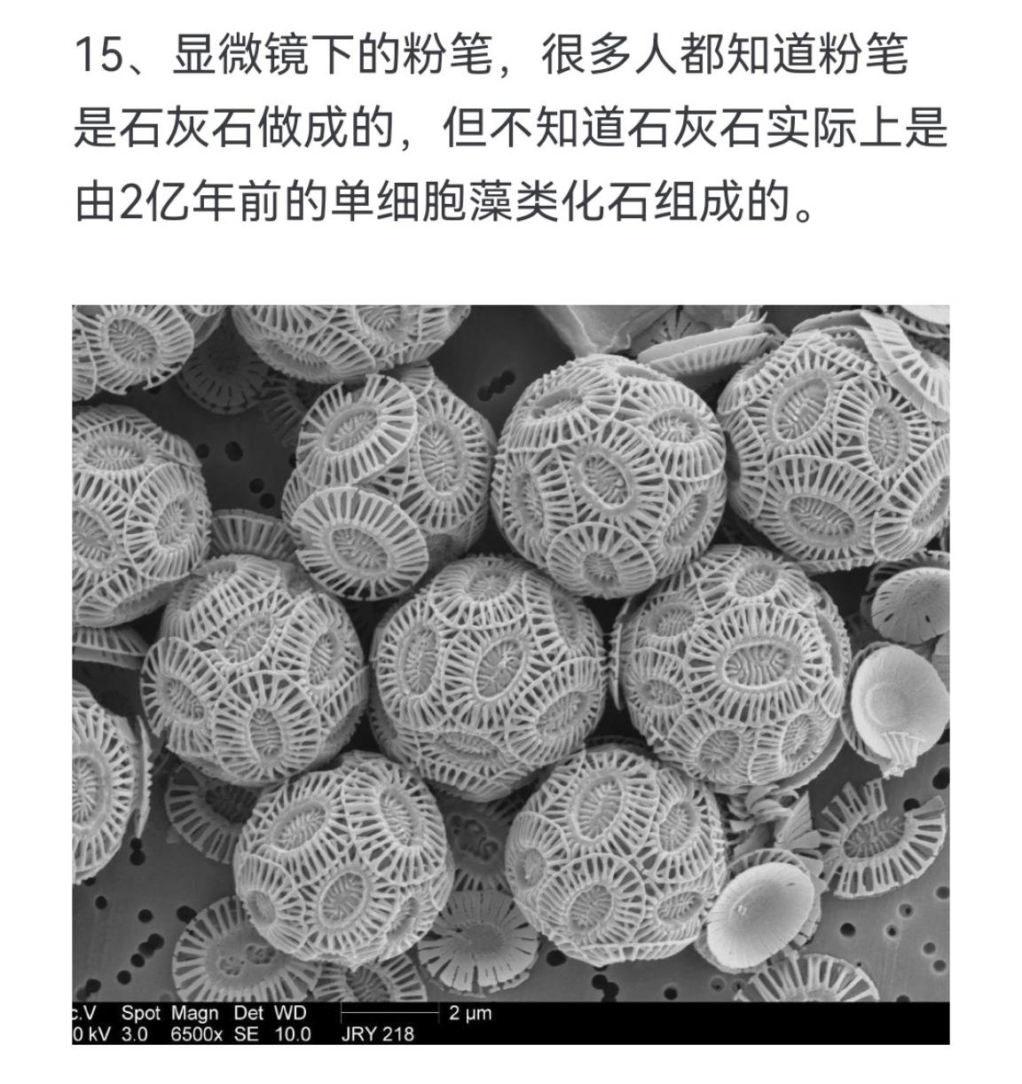 显微镜下的粉笔，很多人都知道粉笔是石灰石做成的