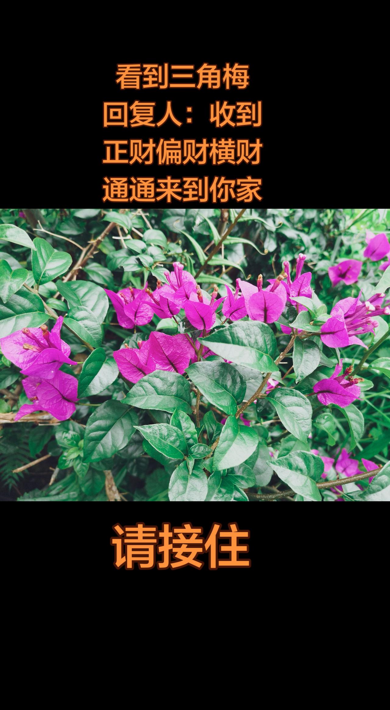 雨里的花花草草都润润的，尤其是淋过雨的三角梅🌧️

闲下来的时候，一边看花一边