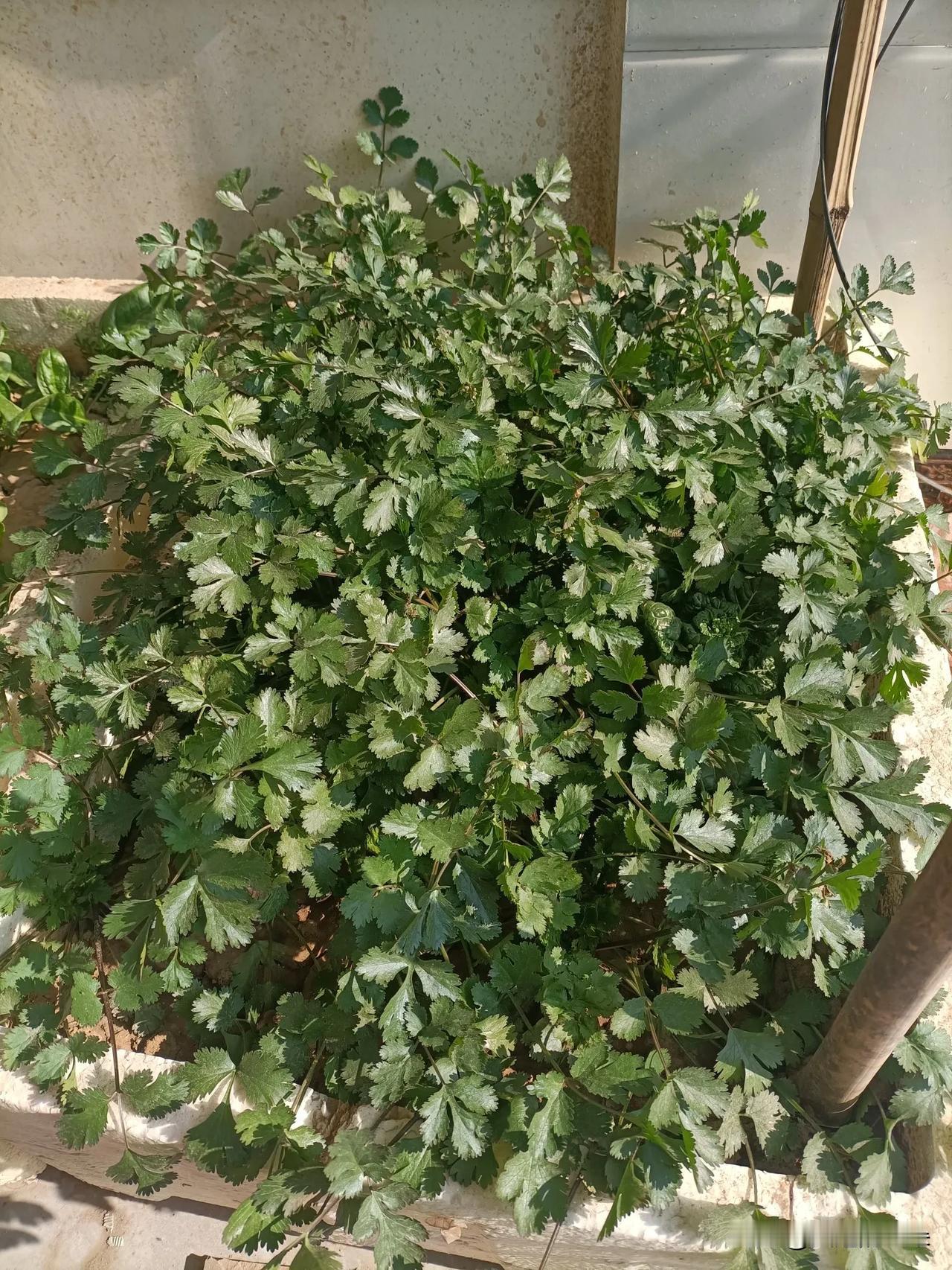 自家盆里种的香菜也太争气了！瞧这一大丛，叶片嫩生生的，绿得发亮，枝繁叶茂地挤成一