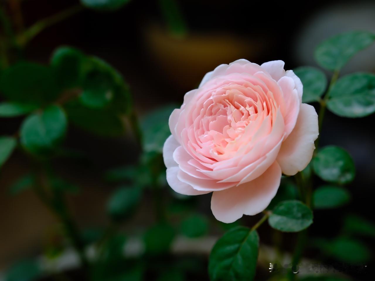 静静的看花吧，
静守草木，轻轻嗅，
不必言语，
此刻只需静静陪伴
一朵花。

粉