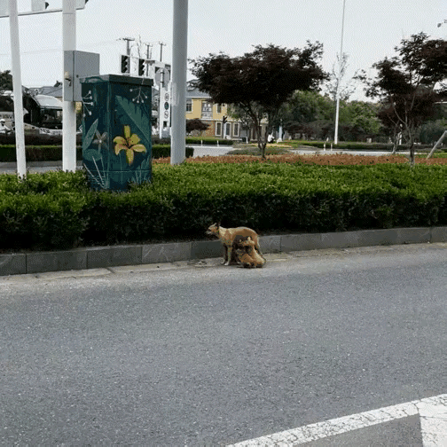 无私的爱和奉献，是生命延续的关键和根本。