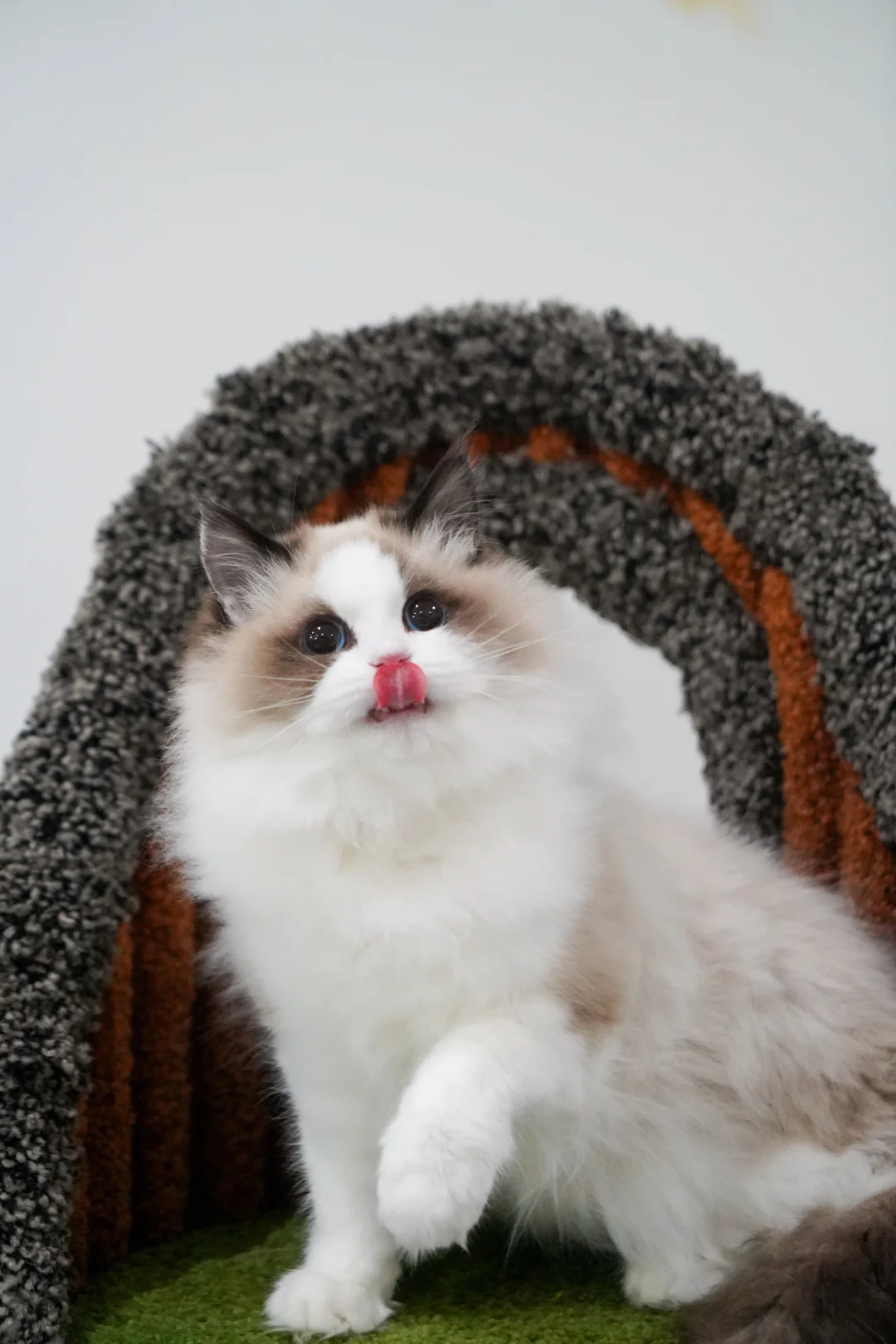 有家欣赏 | 眼睛又大又亮的棒棒有家啦