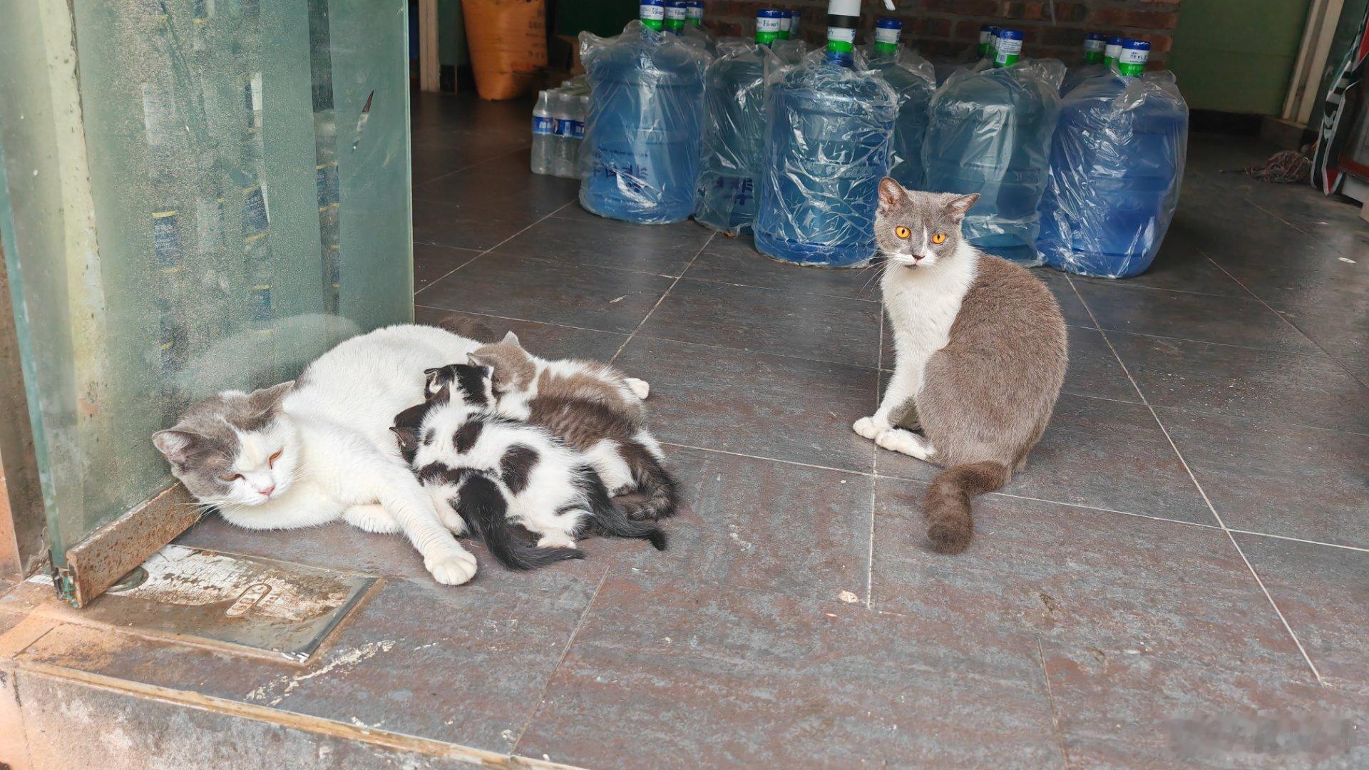 老爸是灰的，老妈也是灰的，小猫会出现黑的吗？隐性遗传？[费解] ​​​