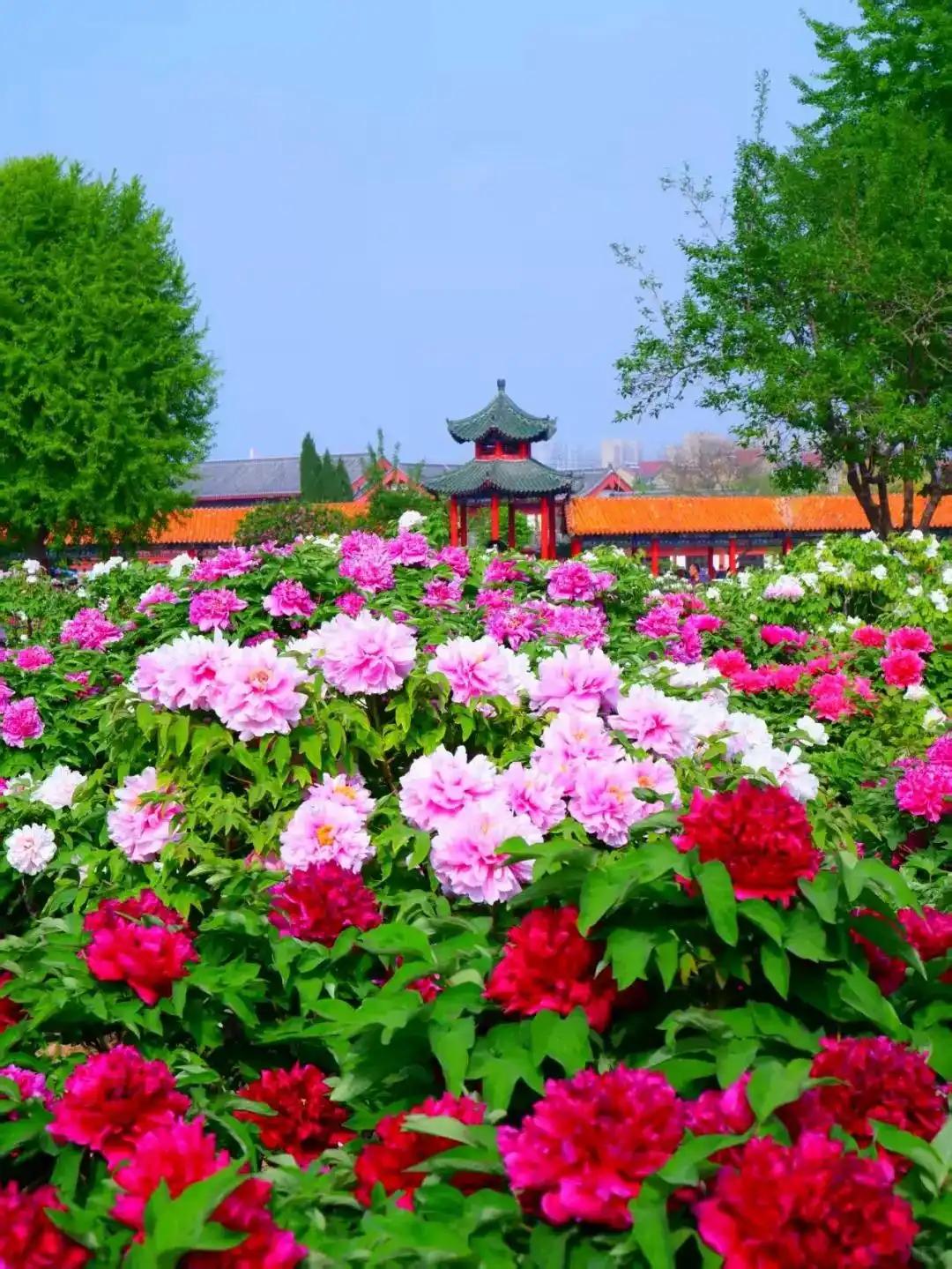 牡丹花,好看大气漂亮,你喜欢吗?

喜欢。

曾去菏泽看过牡丹花，真是万紫千红，